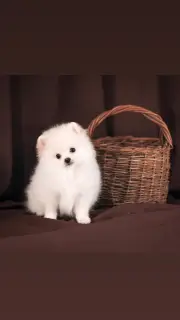 Additional photos: Puppies of German white spitz.