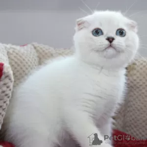 Photo №1. scottish fold - for sale in the city of Vienna | 264$ | Announcement № 117015