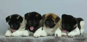 Additional photos: american akita puppies