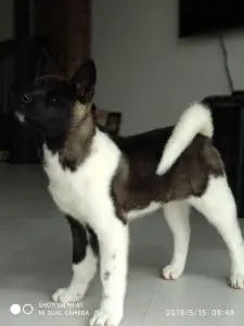 Photo №3. American Akita Puppies. Russian Federation