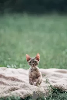 Photo №1. devon rex - for sale in the city of Москва | 1000$ | Announcement № 20684