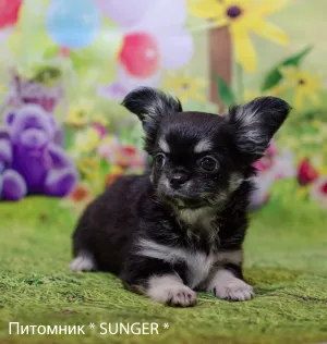 Photo №3. HAPPY LOVELY- boy. Ukraine