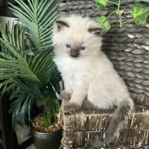 Photo №1. birman - for sale in the city of London | 264$ | Announcement № 123509