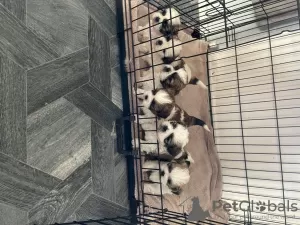 Additional photos: Stunning Litter Of Shih Tzu Puppies