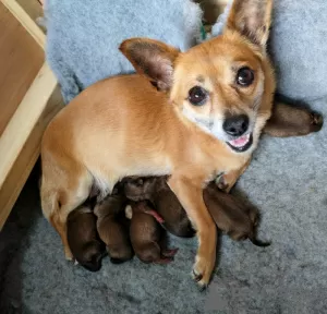 Additional photos: Beautiful Pomeranian x Chorkie Puppies