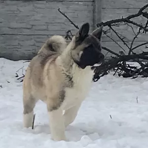 Additional photos: American Akita puppies, 2 boys and 1 girl