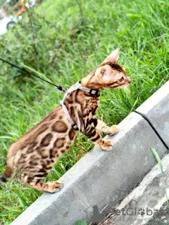 Additional photos: Bengal kittens for sale