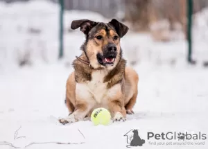 Additional photos: A young, cheerful dog Bim is looking for a home.