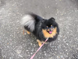 Photo №3. Black and tan spitz puppy. Russian Federation