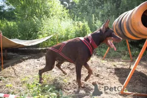 Photo №1. Mating service - breed: dobermann. Price - negotiated