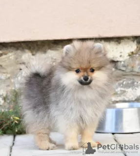 Photo №2 to announcement № 114129 for the sale of pomeranian - buy in Serbia breeder