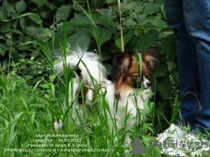 Additional photos: Papillon puppy girl - Marie Ross Marietta