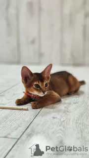 Additional photos: Elite Abyssinian kittens