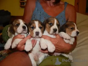 Photo №2 to announcement № 123642 for the sale of beagle - buy in Germany 