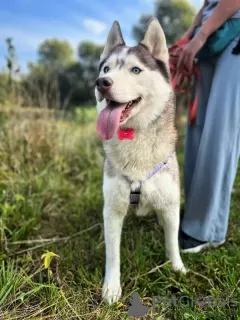 Photo №1. siberian husky - for sale in the city of Москва | Is free | Announcement № 119167