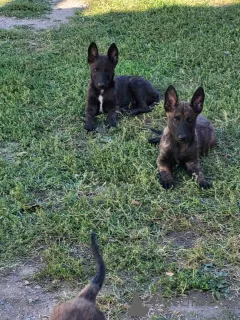 Additional photos: Dutch Shepherd puppies