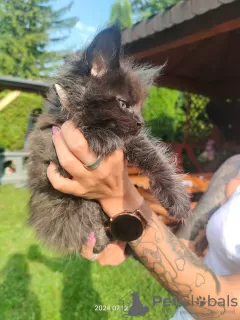 Additional photos: Maine coon kitten