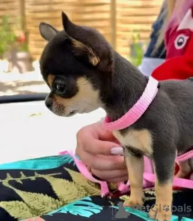 Photo №2 to announcement № 123079 for the sale of chihuahua - buy in Portugal breeder