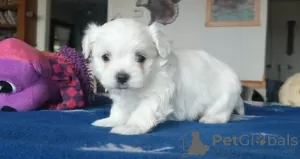 Photo №2 to announcement № 107512 for the sale of maltese dog - buy in Germany private announcement