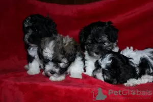 Additional photos: Havana Bichon (Havanese)