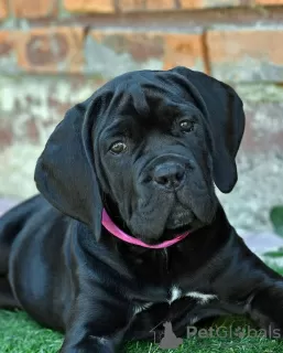 Photo №1. cane corso - for sale in the city of Москва | 1$ | Announcement № 62402