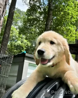 Photo №3. Healthy cute adorable and socialized Golden retriever puppies. Germany