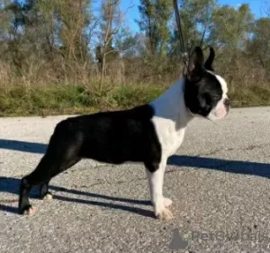 Photo №3. Breeding Boston Terriers. Serbia