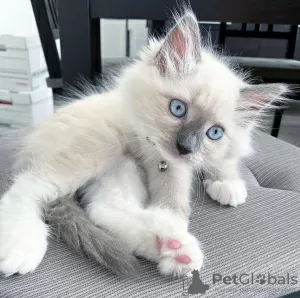 Photo №1. ragdoll - for sale in the city of Штутгарт | negotiated | Announcement № 117830