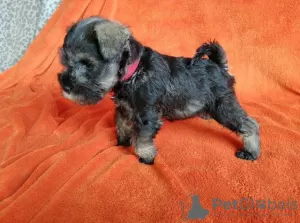 Photo №3. Miniature Schnauzer puppies. Serbia