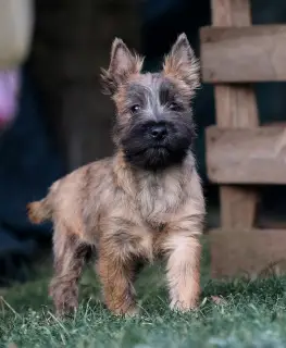 Additional photos: Girls Cairn Terrier