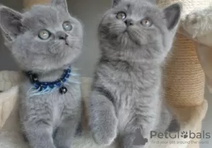 Photo №1. british shorthair - for sale in the city of Tournai | Is free | Announcement № 128752