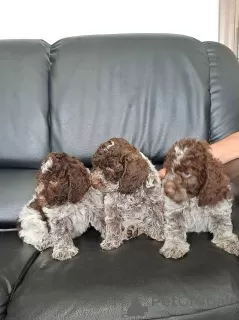 Photo №2 to announcement № 107987 for the sale of lagotto romagnolo - buy in Serbia 