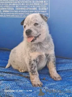 Photo №3. Australian Cattle Dog puppies. Serbia