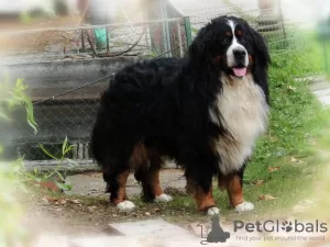 Additional photos: BERNESE MOUNTAIN DOG