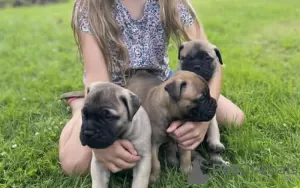 Photo №3. Bullmastiff puppies for sale. United States