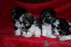 Additional photos: Havana Bichon (Havanese)