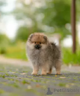 Photo №3. Spitz puppies. Belarus