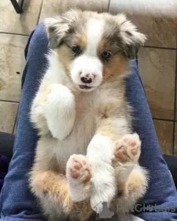 Photo №1. australian shepherd - for sale in the city of Manzini | negotiated | Announcement № 95675