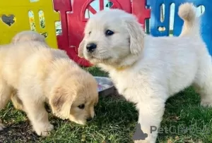 Photo №1. golden retriever - for sale in the city of Rome | 370$ | Announcement № 110950