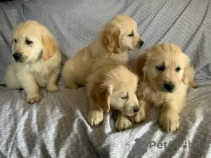 Photo №1. golden retriever - for sale in the city of Киль | negotiated | Announcement № 109160