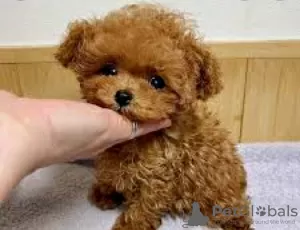 Photo №2 to announcement № 21344 about purchase of poodle (toy) - buy in Czech Republic private announcement, breeder