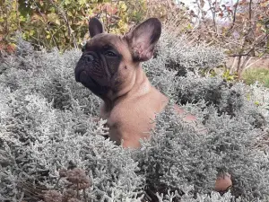 Additional photos: chic french bulldog girls