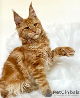 Photo №4. I will sell maine coon in the city of Berlin. breeder - price - 317$