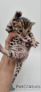 Photo №3. Adorable Bengal kittens available for sell now. Germany