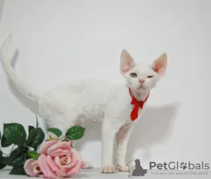 Photo №3. Male Devon Rex. Russian Federation