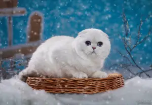 Photo №3. Scottish fold to favorites. Russian Federation