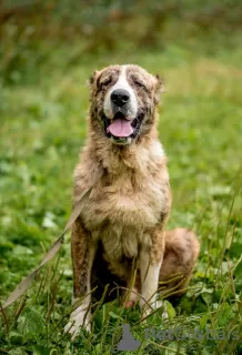 Additional photos: TIGRASH! Alabai, about 2 years old.