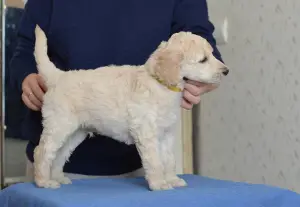 Additional photos: Great Poodle (white, black, silver)