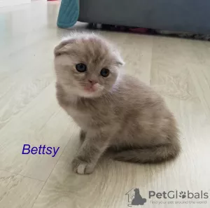 Additional photos: Scottish fold kittens