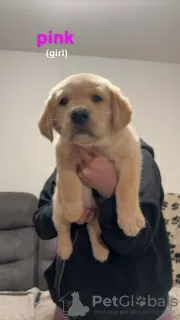 Photo №3. Beautiful Golden Labrador puppies (Fully Vaccinated). United Kingdom